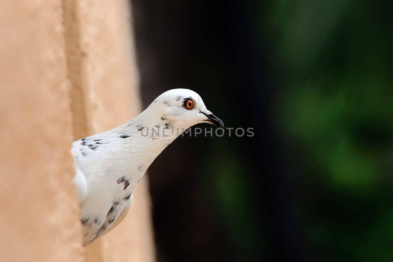 A white pigeon peeking out of a building