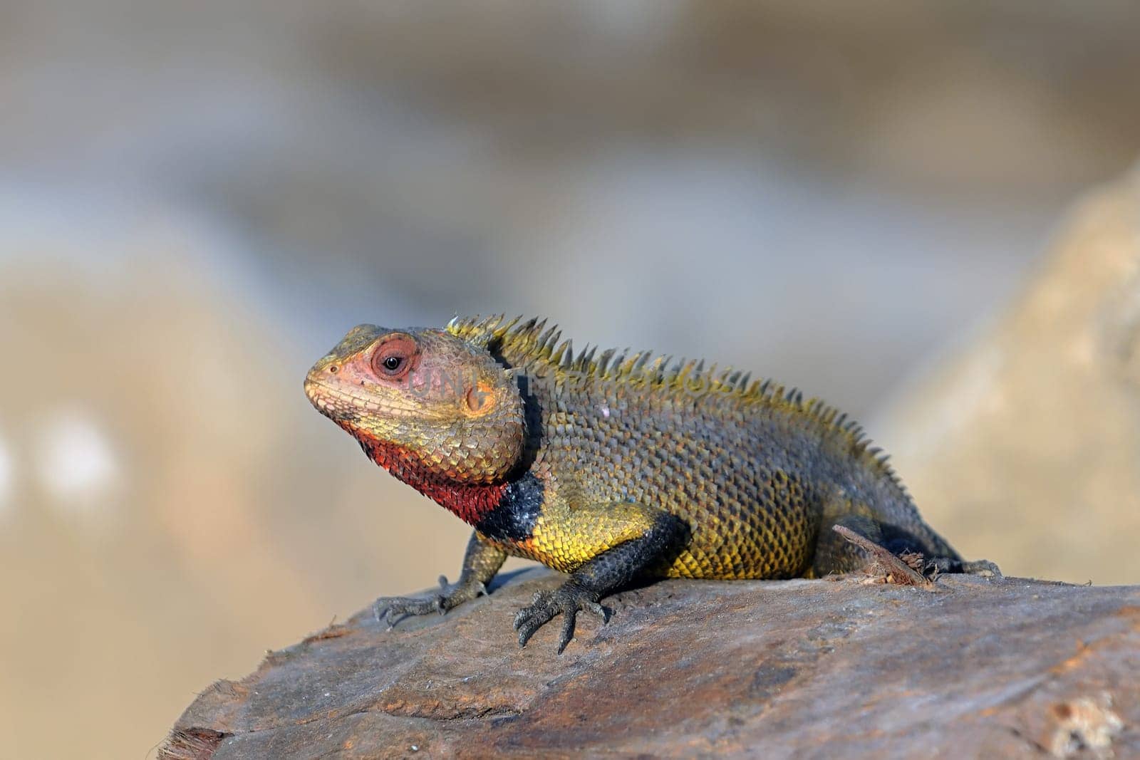 A male garden lizard with red throat ready for mating