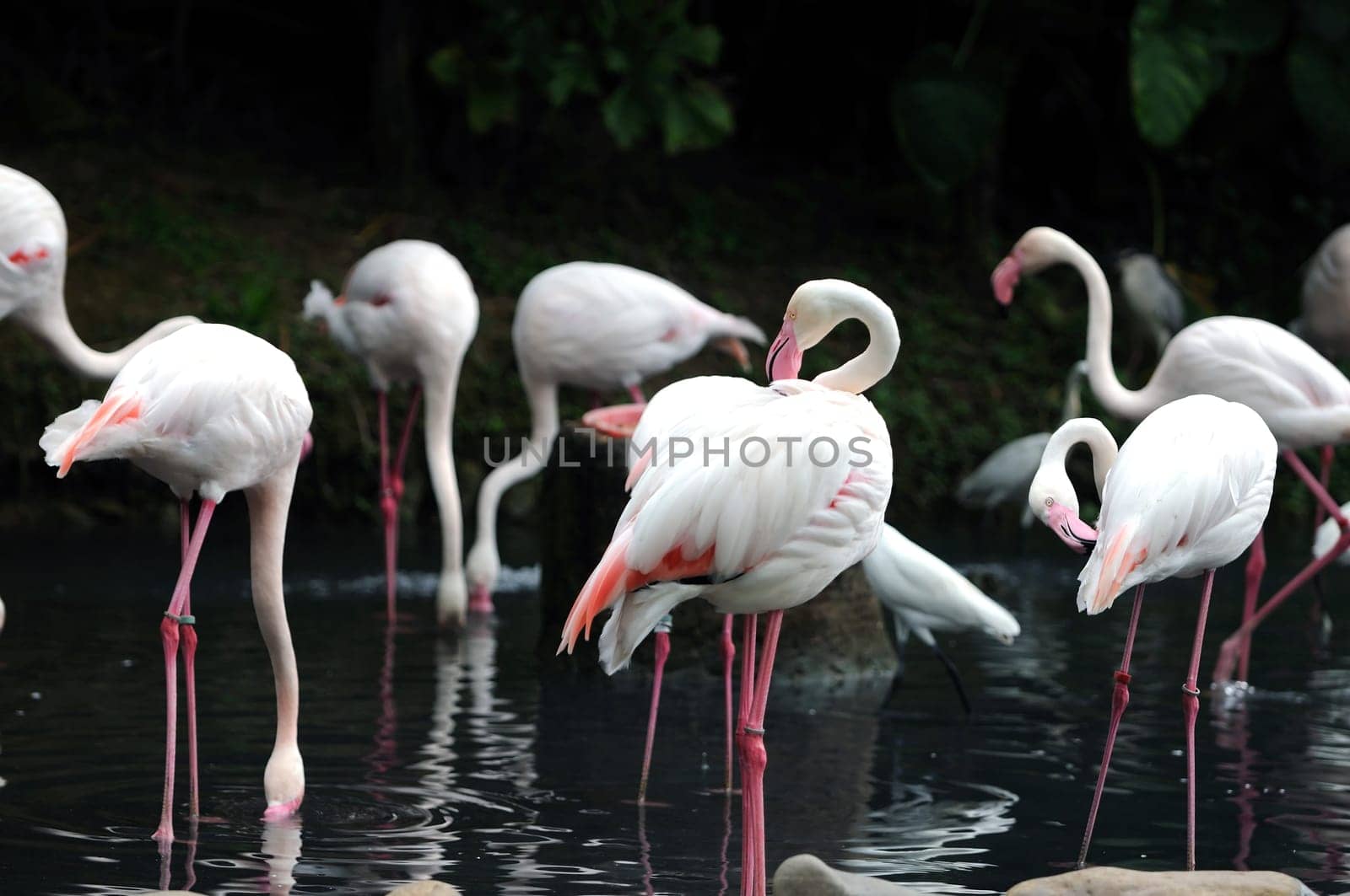 A group of pink flamiongos at the local zoo