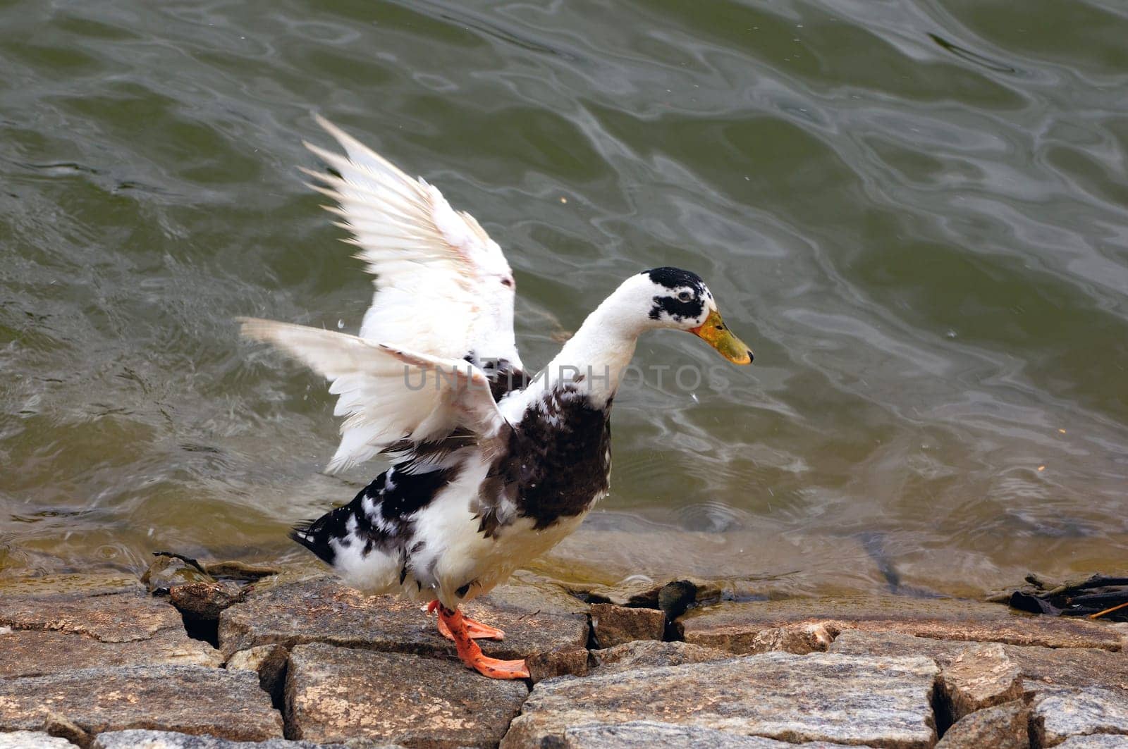 A duck ready to fly at a local pond
