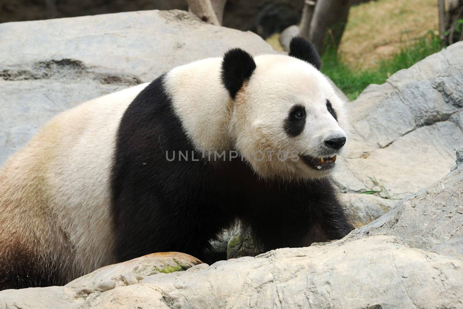 Cute Panda at a local zoo in Hong Kong