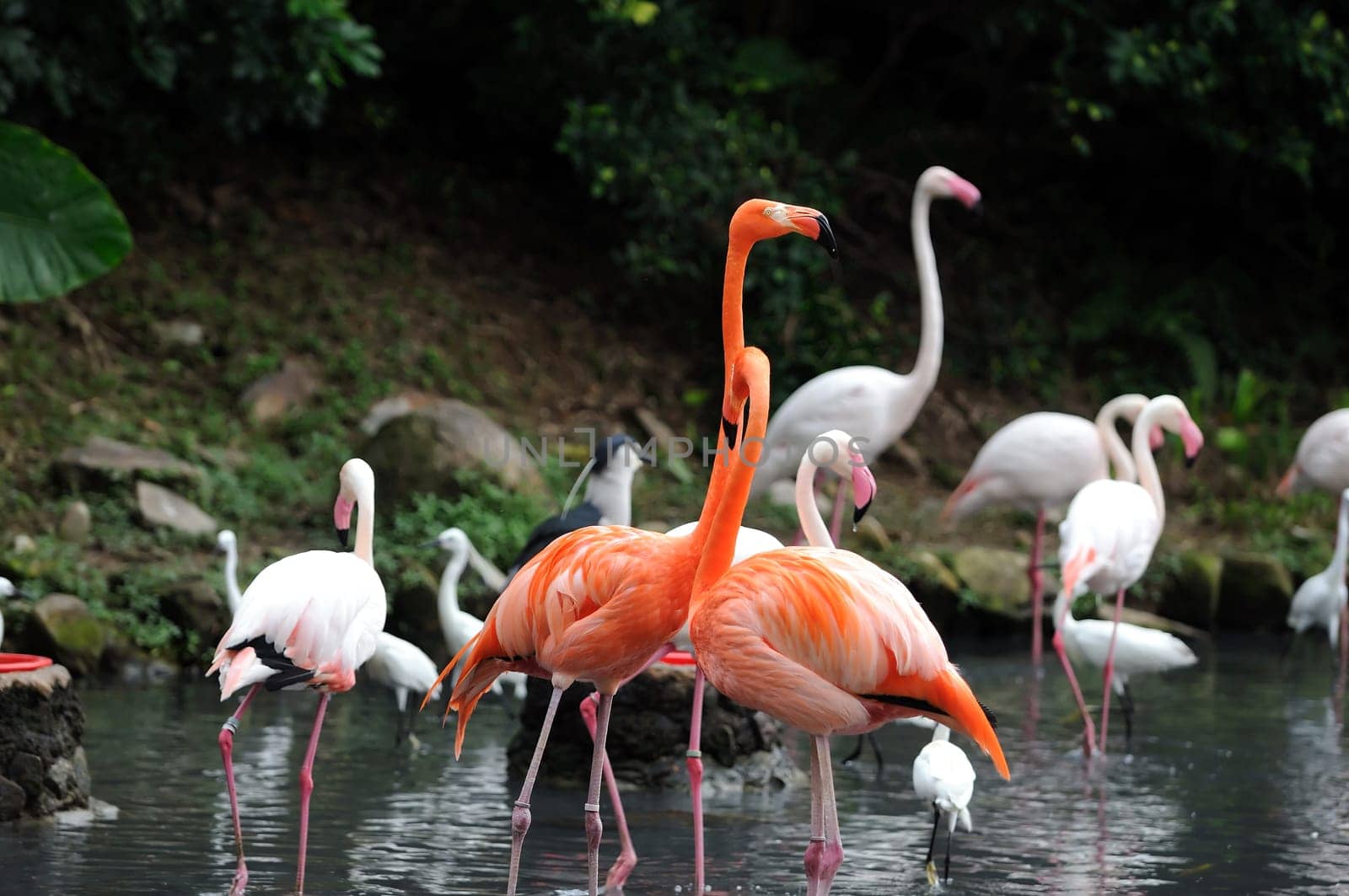 A group of pink flamiongos at the local zoo