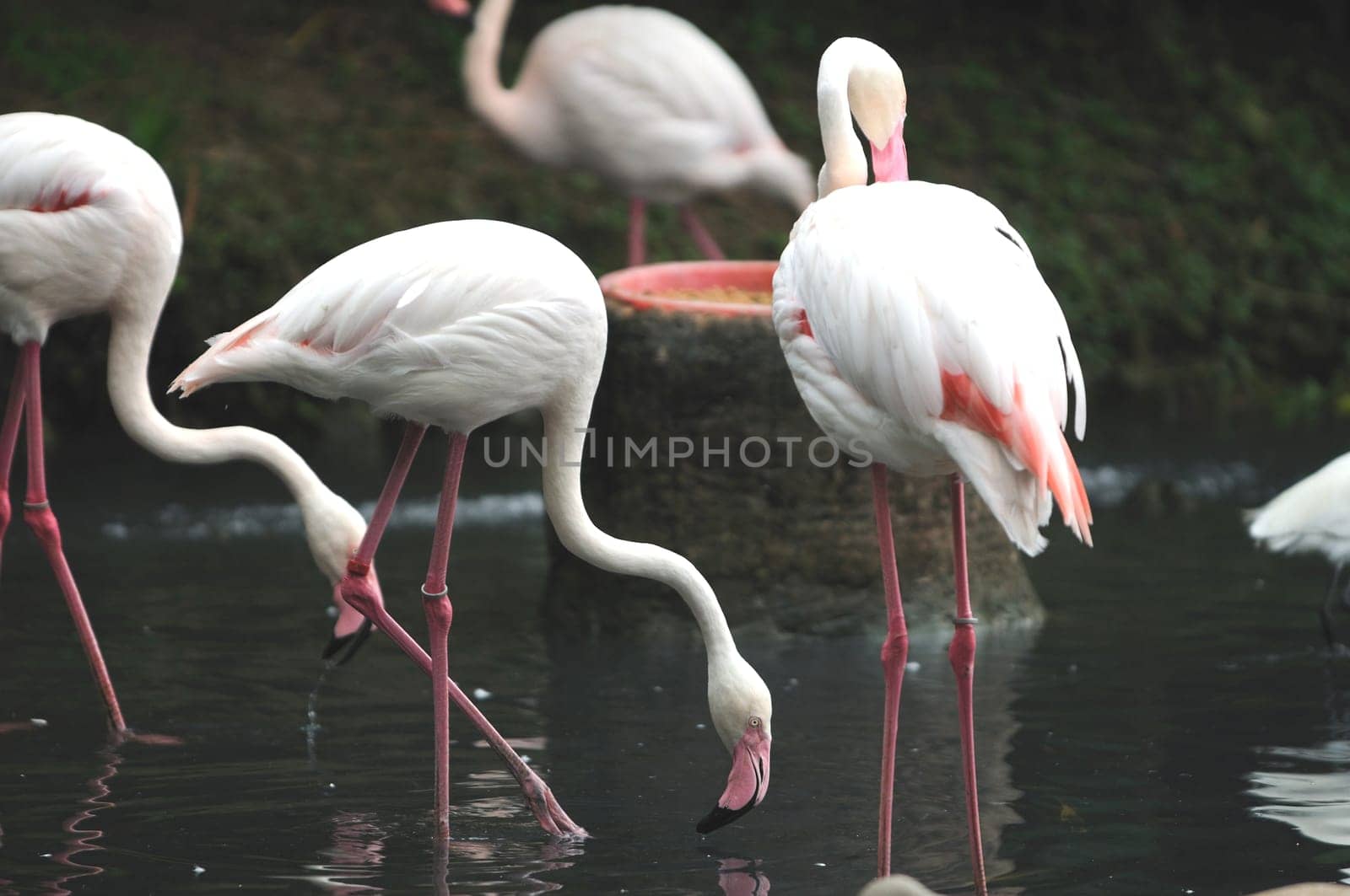 A group of pink flamiongos at the local zoo