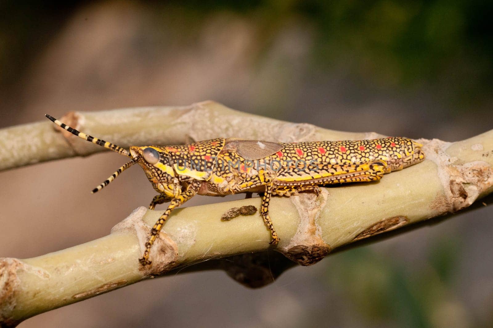 A beautiful painted grasshopper perching on a leaf
