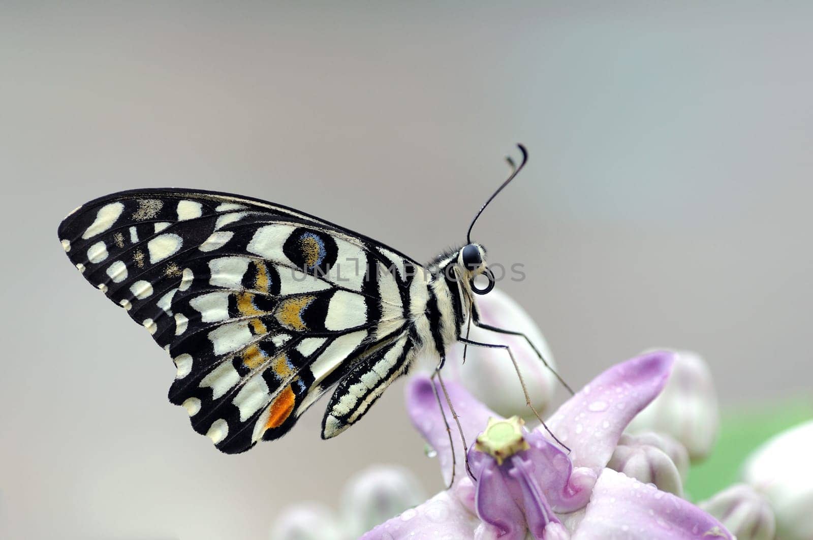 Lime butterfly perching on a yellow flower early morning