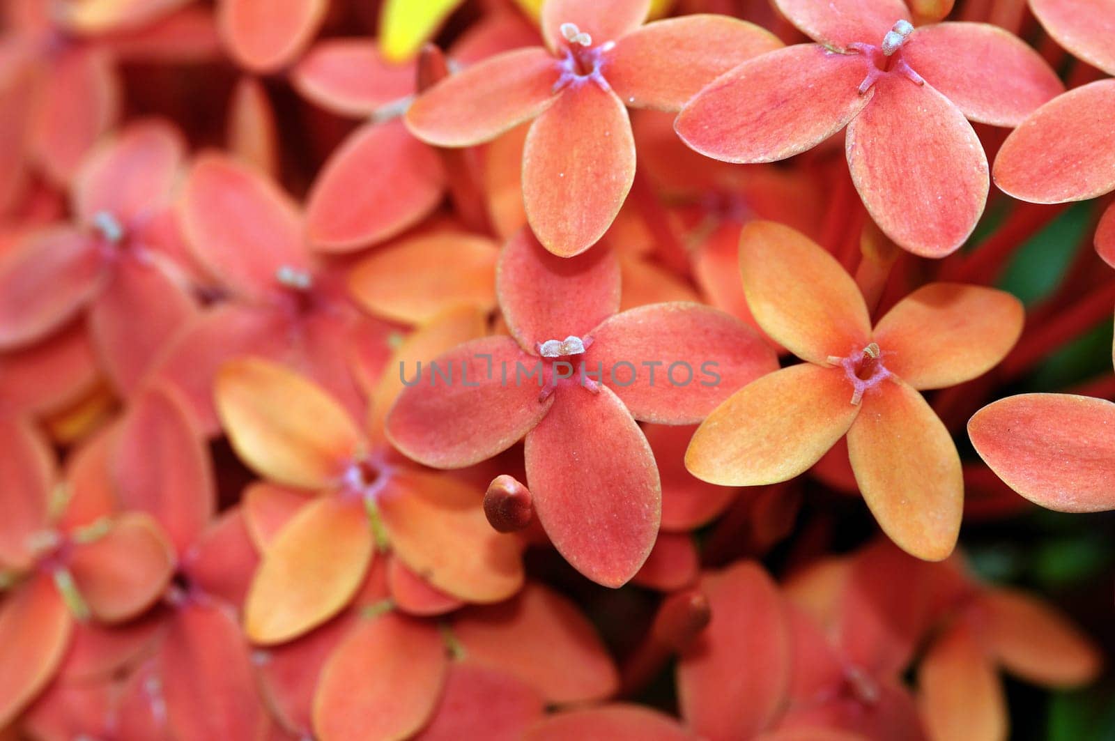 Close up photo of a bunch of ixora flower at full bloom