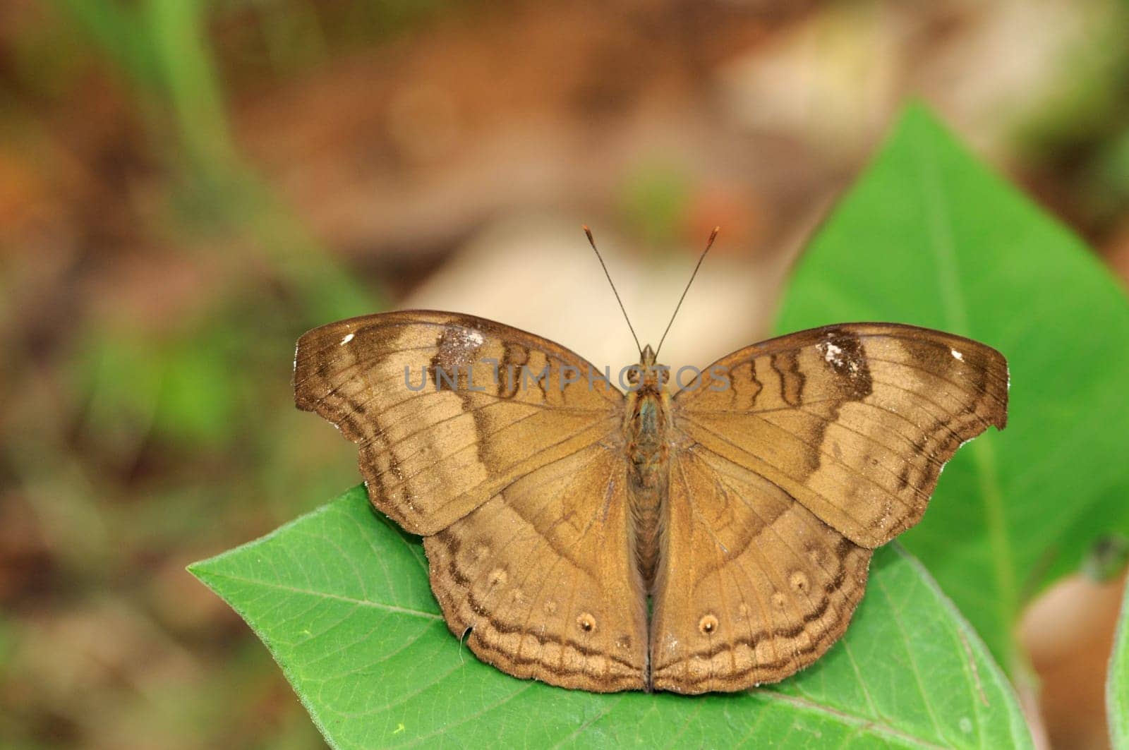 Close up ohot of a Chocolate pansy butterfly perching on a leaf