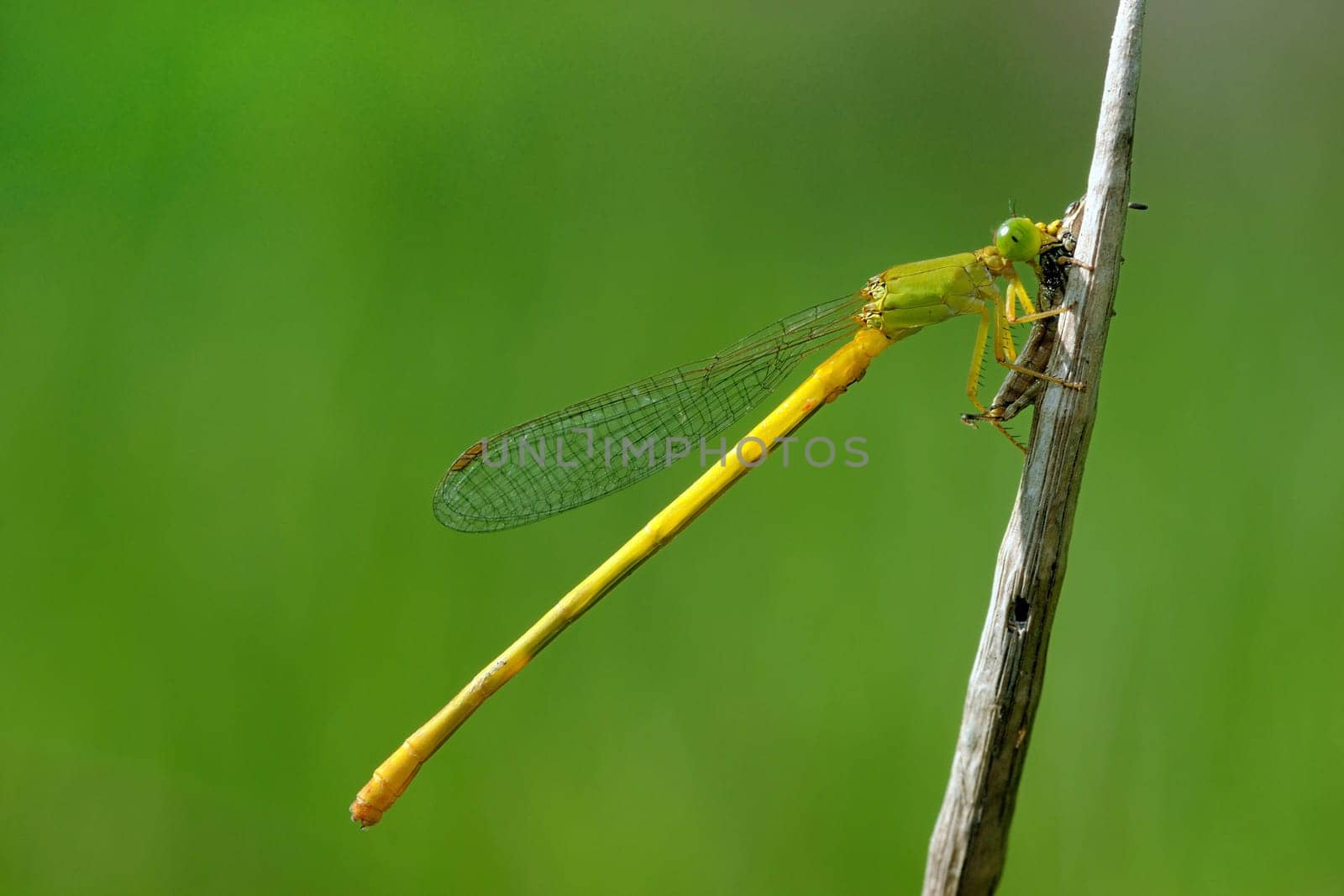 A damselfly feeding on a grashopper ear y morning