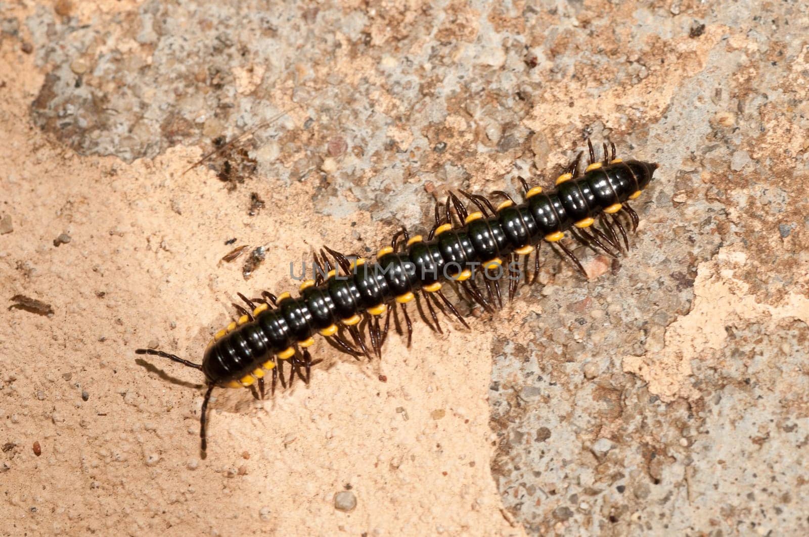 A black caterpillar on a rouch concrete wall