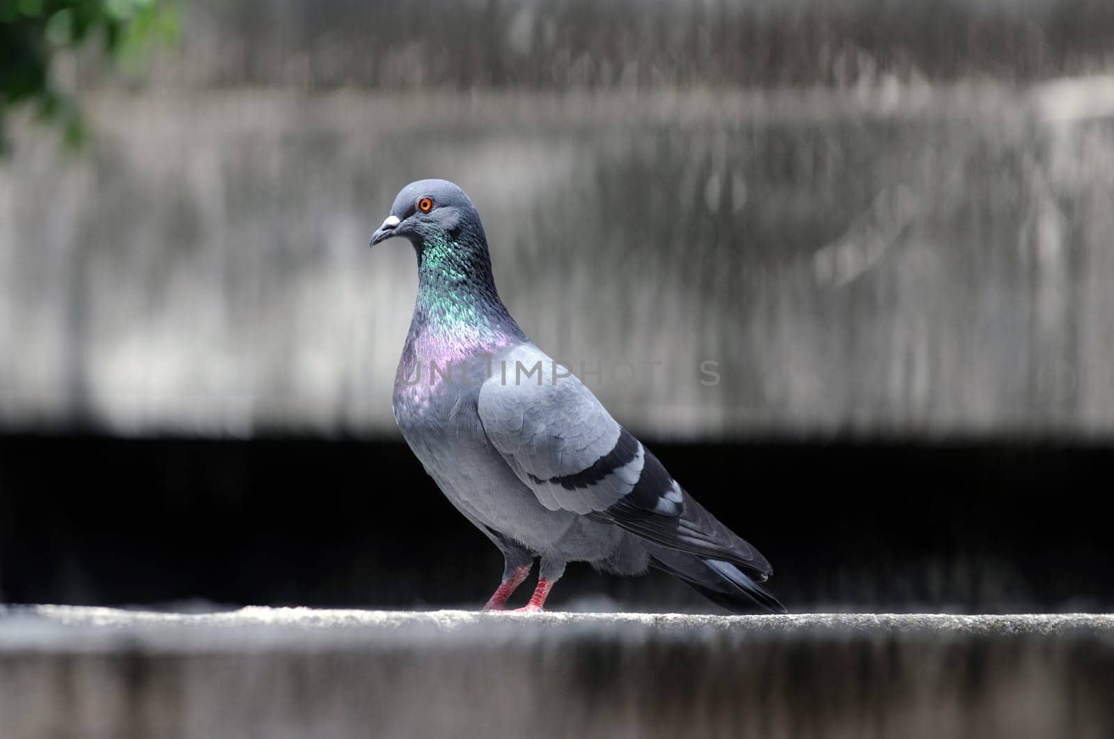 A cautious pigeon sitting on a concrete wall