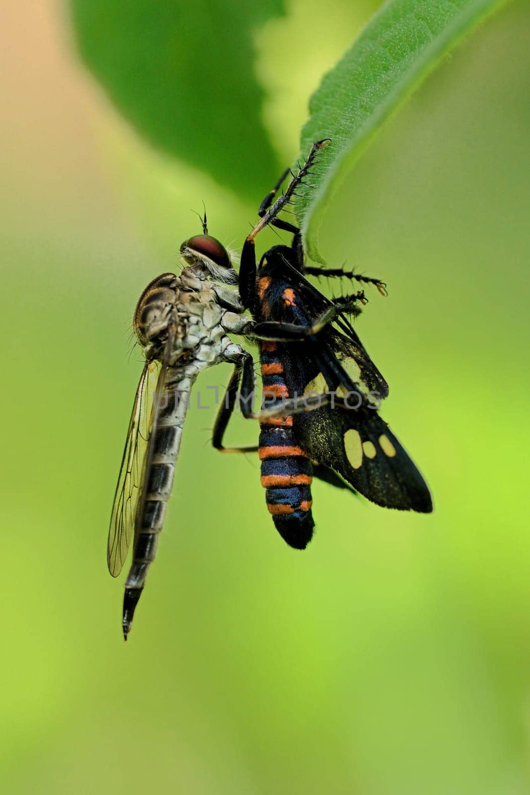 Robber fly eating a cicada insect for breakfast
