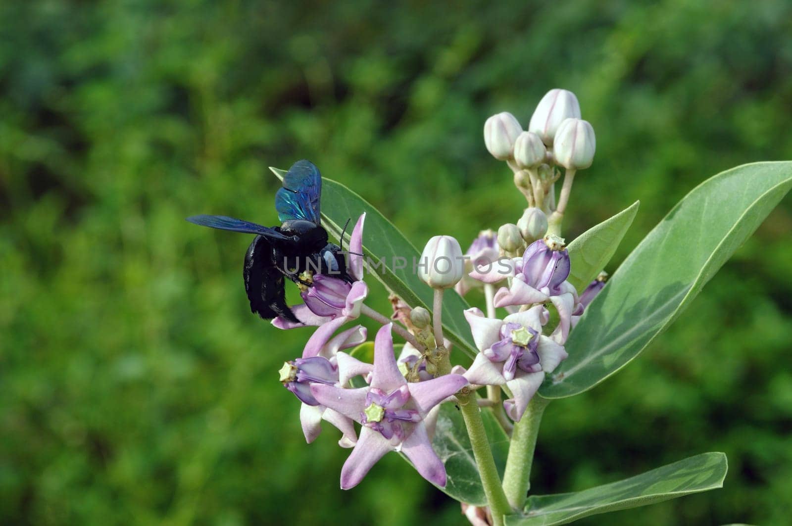 A bumble bee savoring honey from a flower