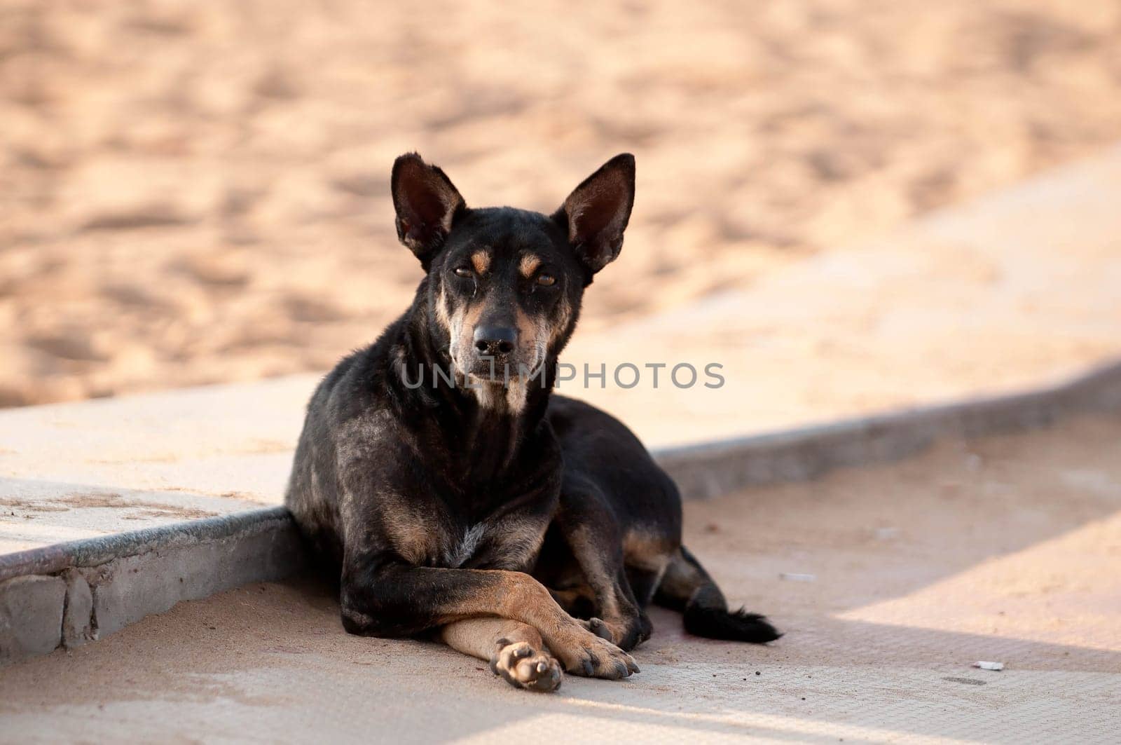 A stray helpless dog sleeping on the street