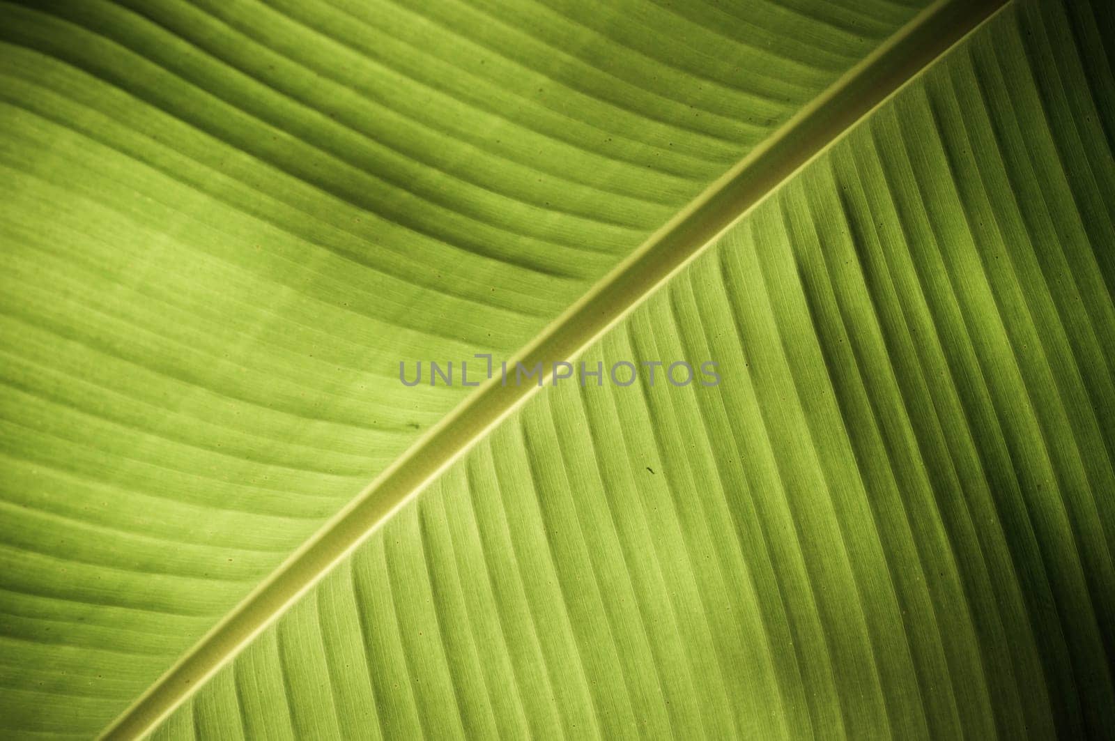Intricate texture revealed in a fresh green leaf