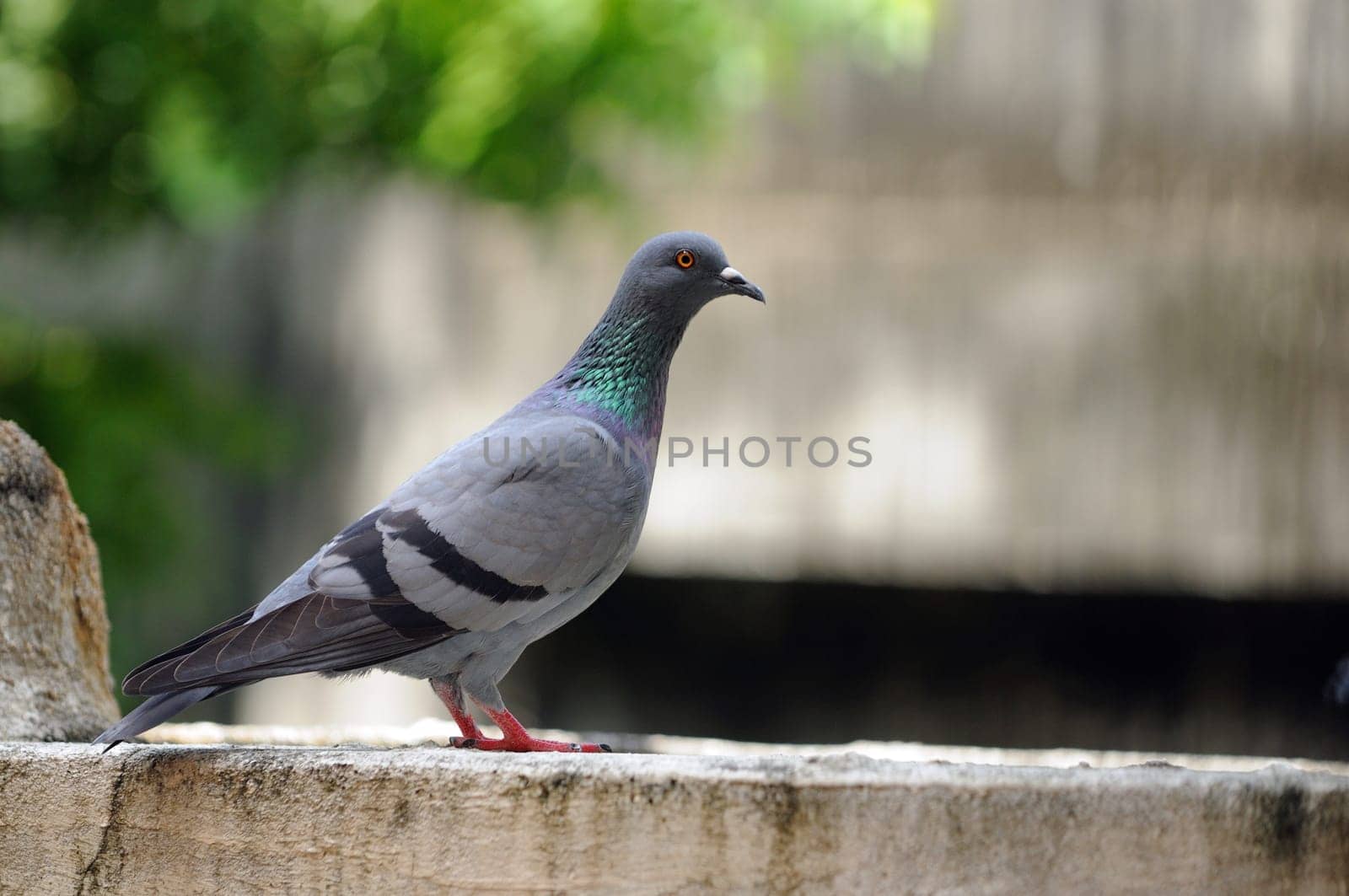 A cautious pigeon sitting on a concrete wall