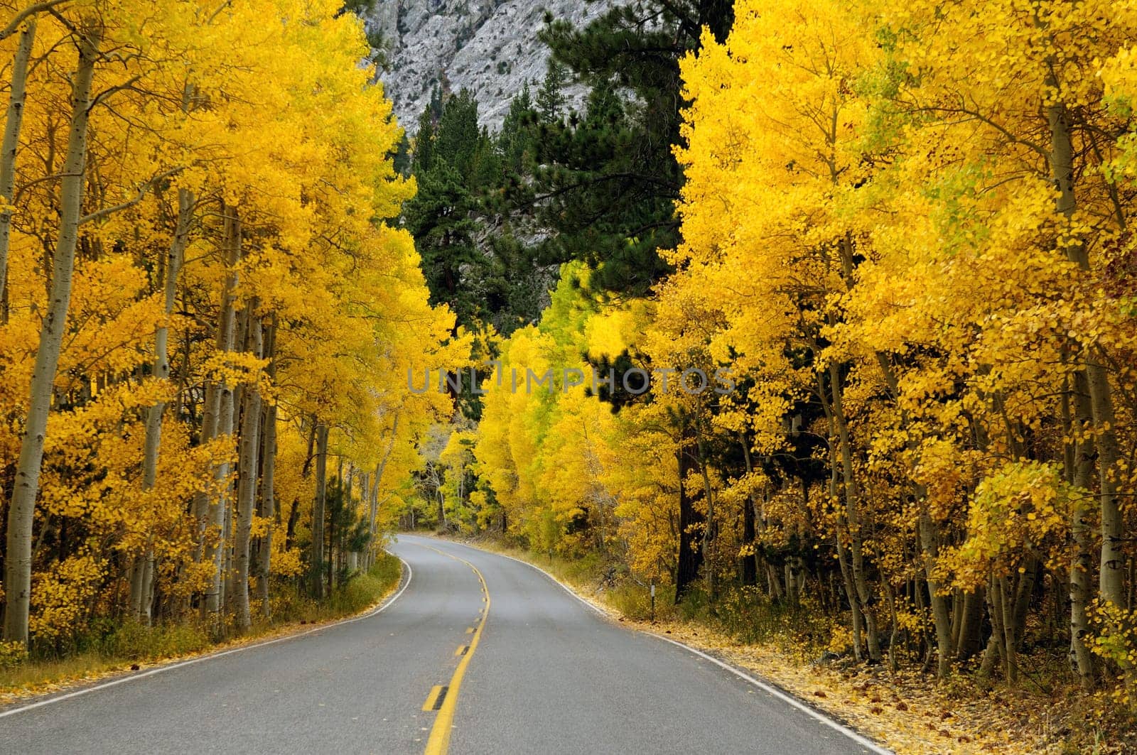 Autumn foliage at full bloom in mono lake region california