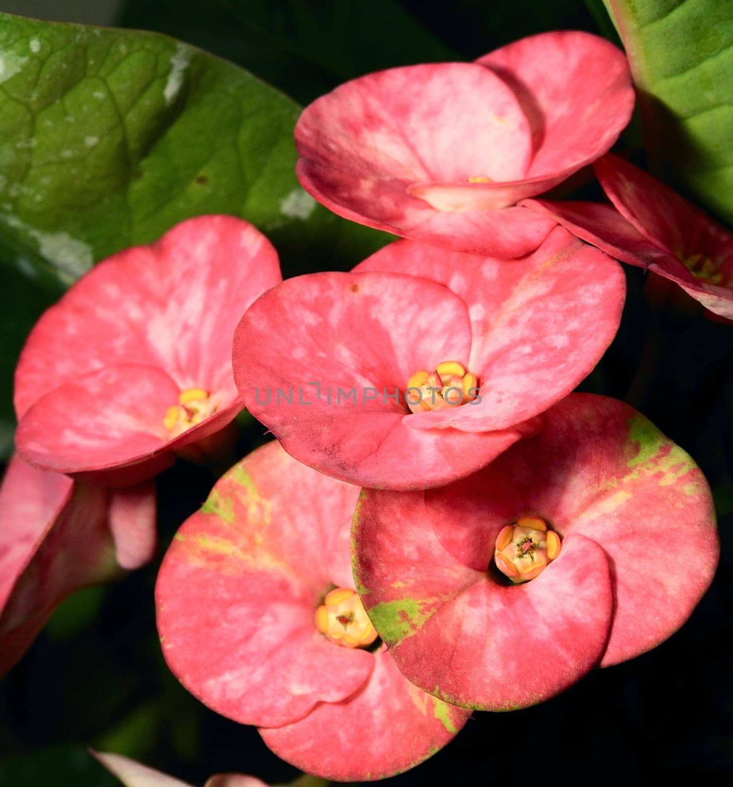 macro shot of "crown of thorns"" young plant"