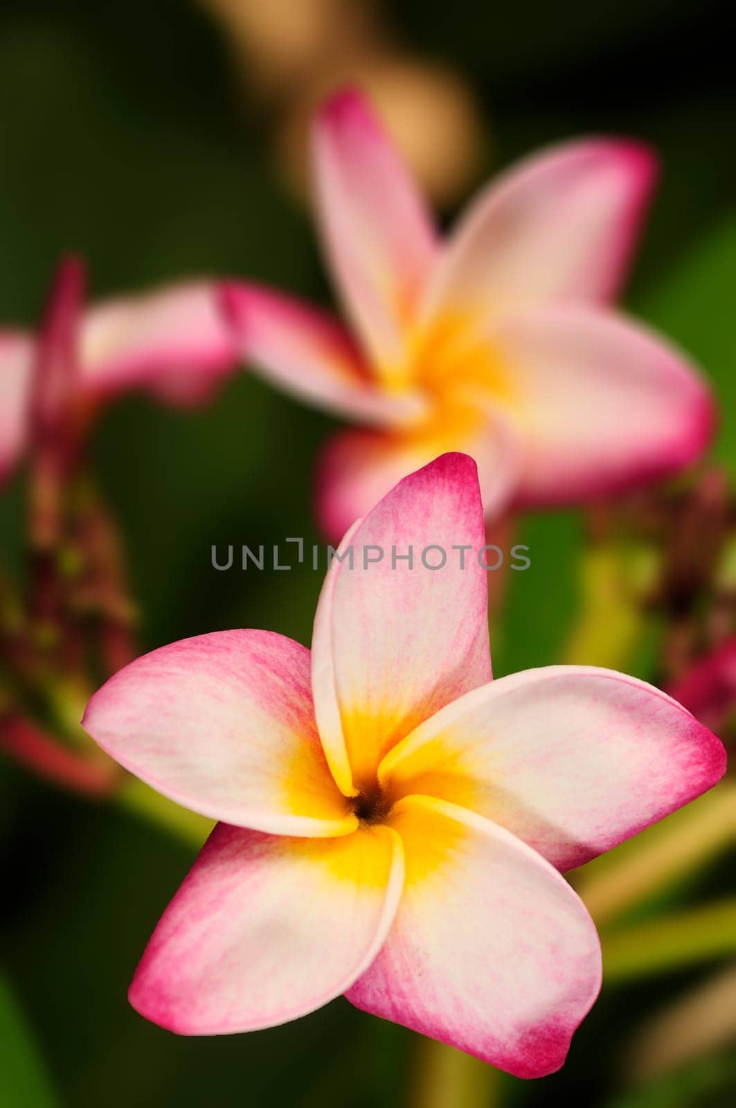 Closeup picture of a beautiful Frangapini flower