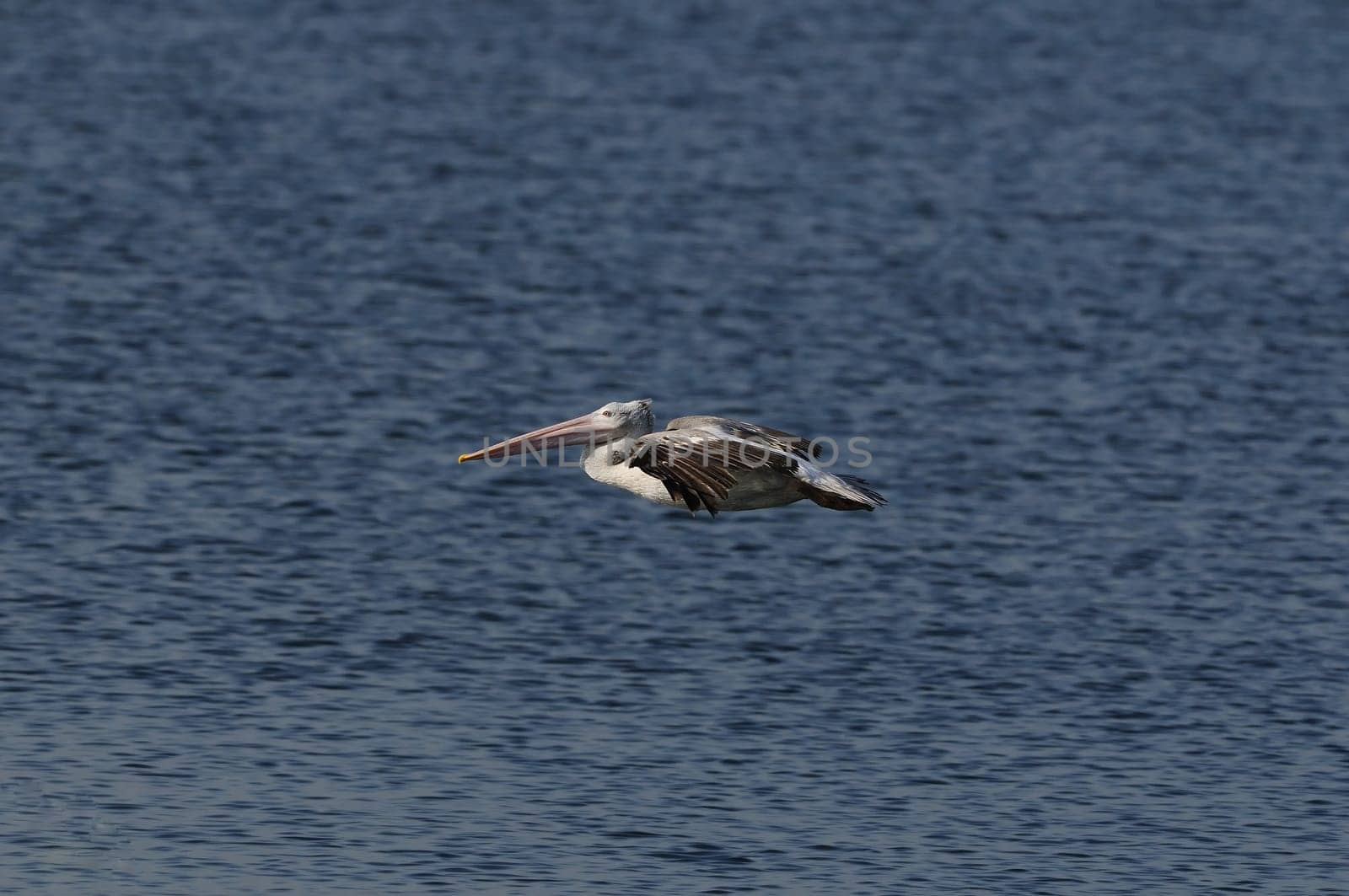 Spot Billed Pelican in his natural habitat