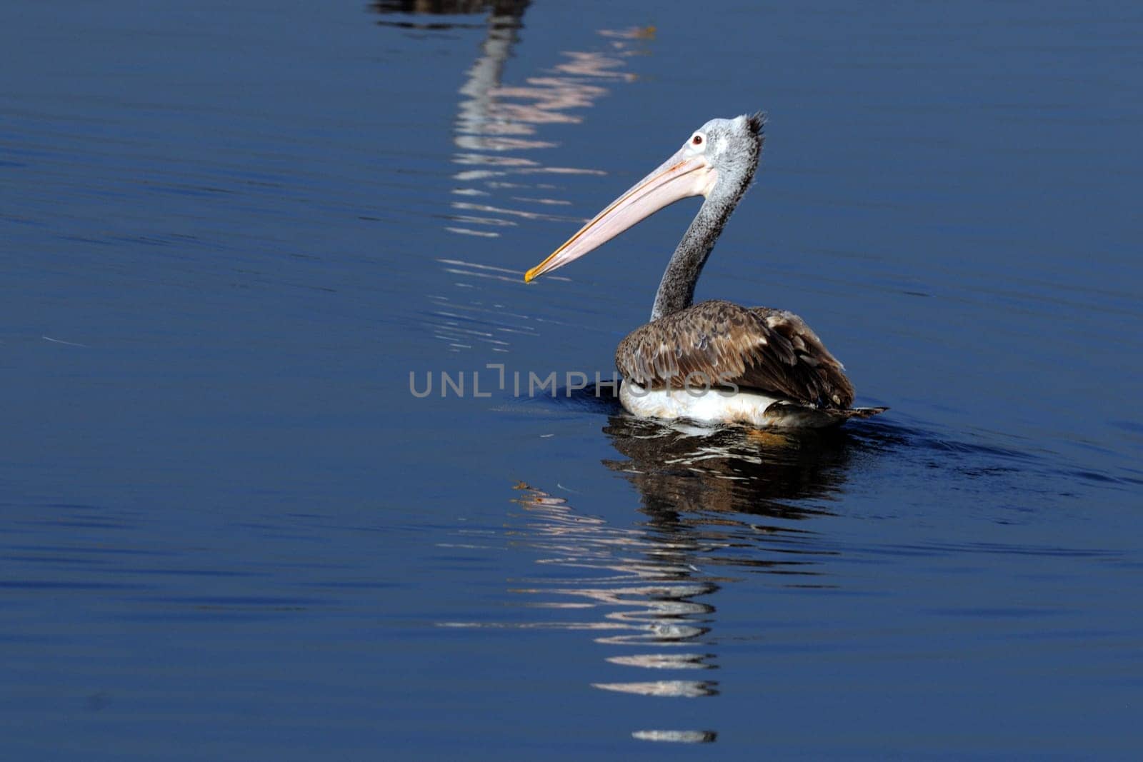 Spot Billed Pelican in his natural habitat