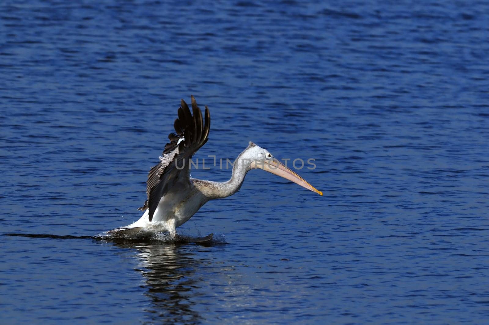 A beautiful Gray pelican in action at a local pond