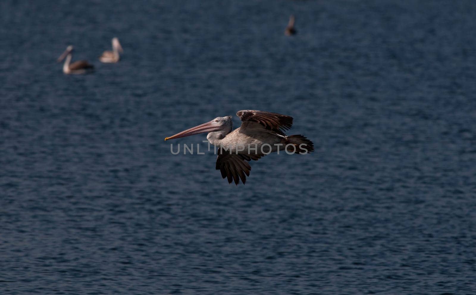 Spot billed pelicans looking active early morning