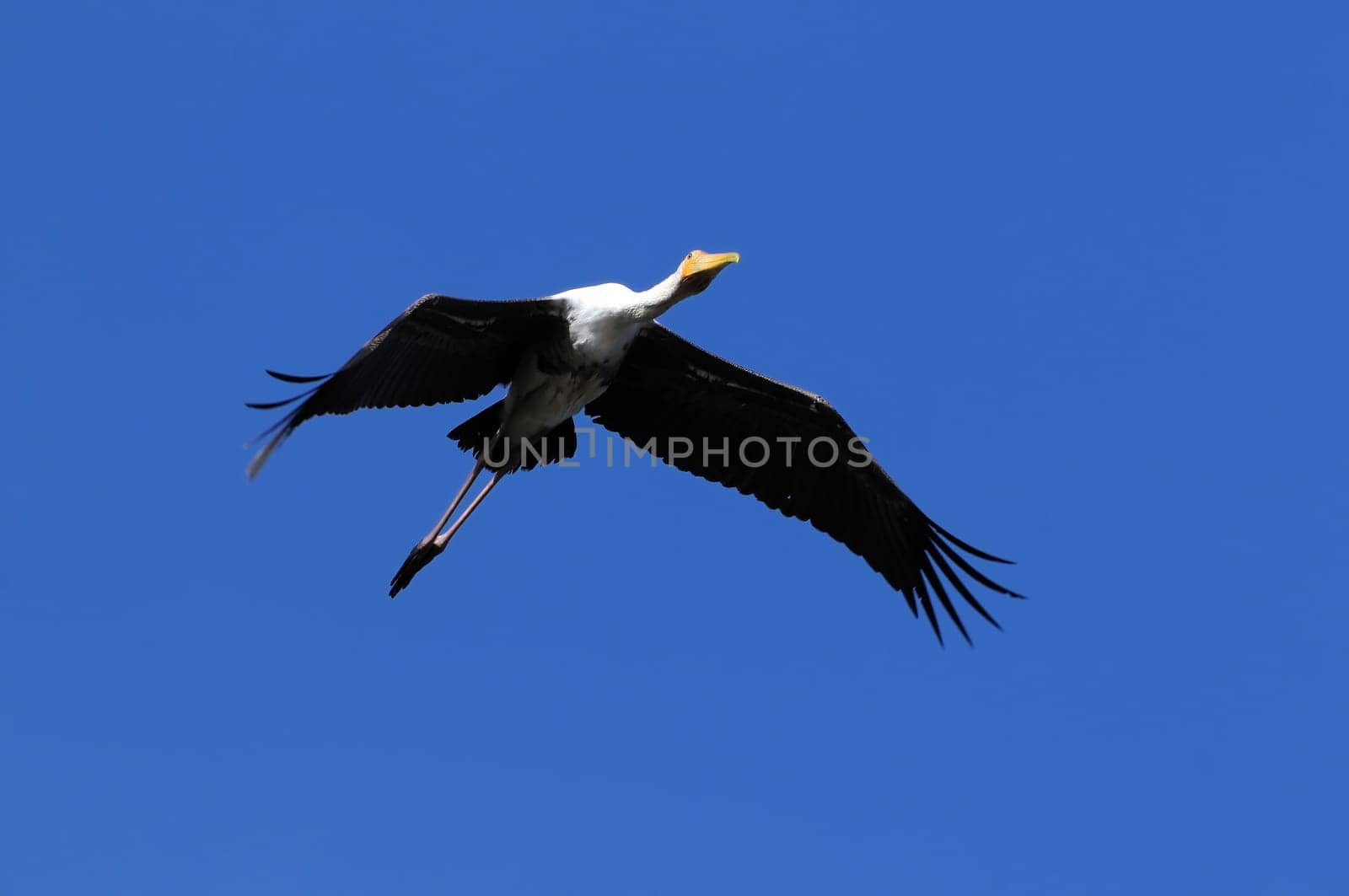 A large painted stork soaring high in the sky