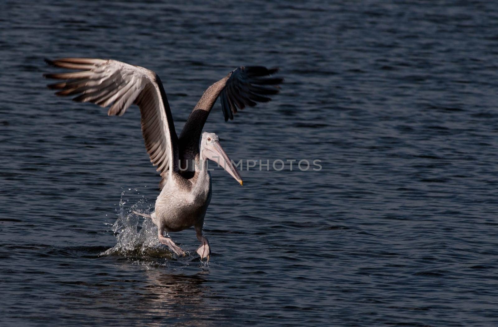 Spot billed pelicans looking active early morning