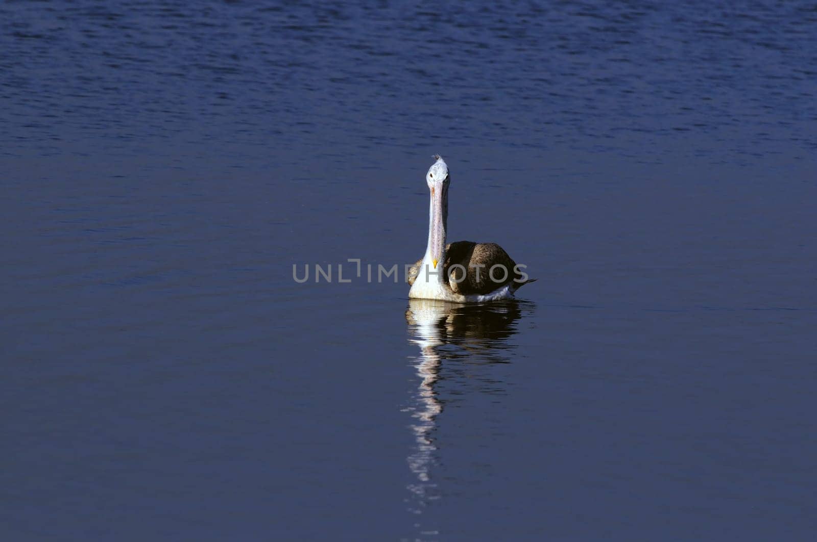 A beautiful Gray pelican in action at a local pond