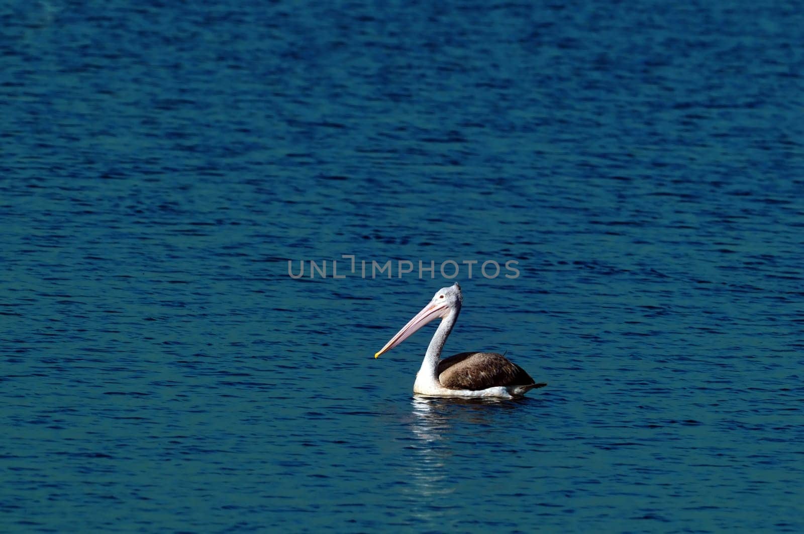 A beautiful Gray pelican in action at a local pond