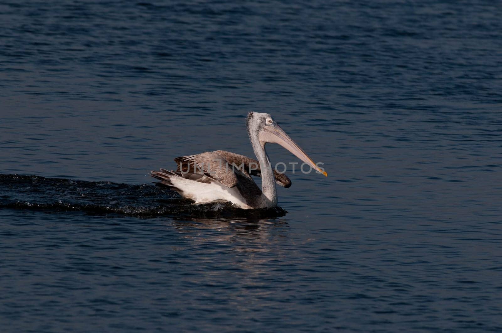 Spot billed pelicans looking active early morning