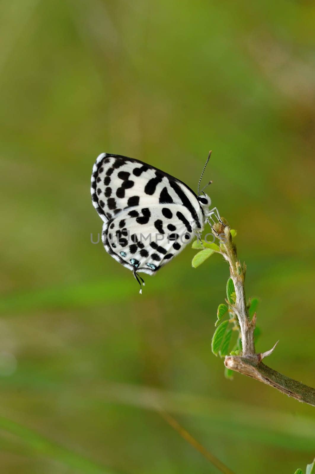 Common Pierrot butterfly perching on a twig during spring