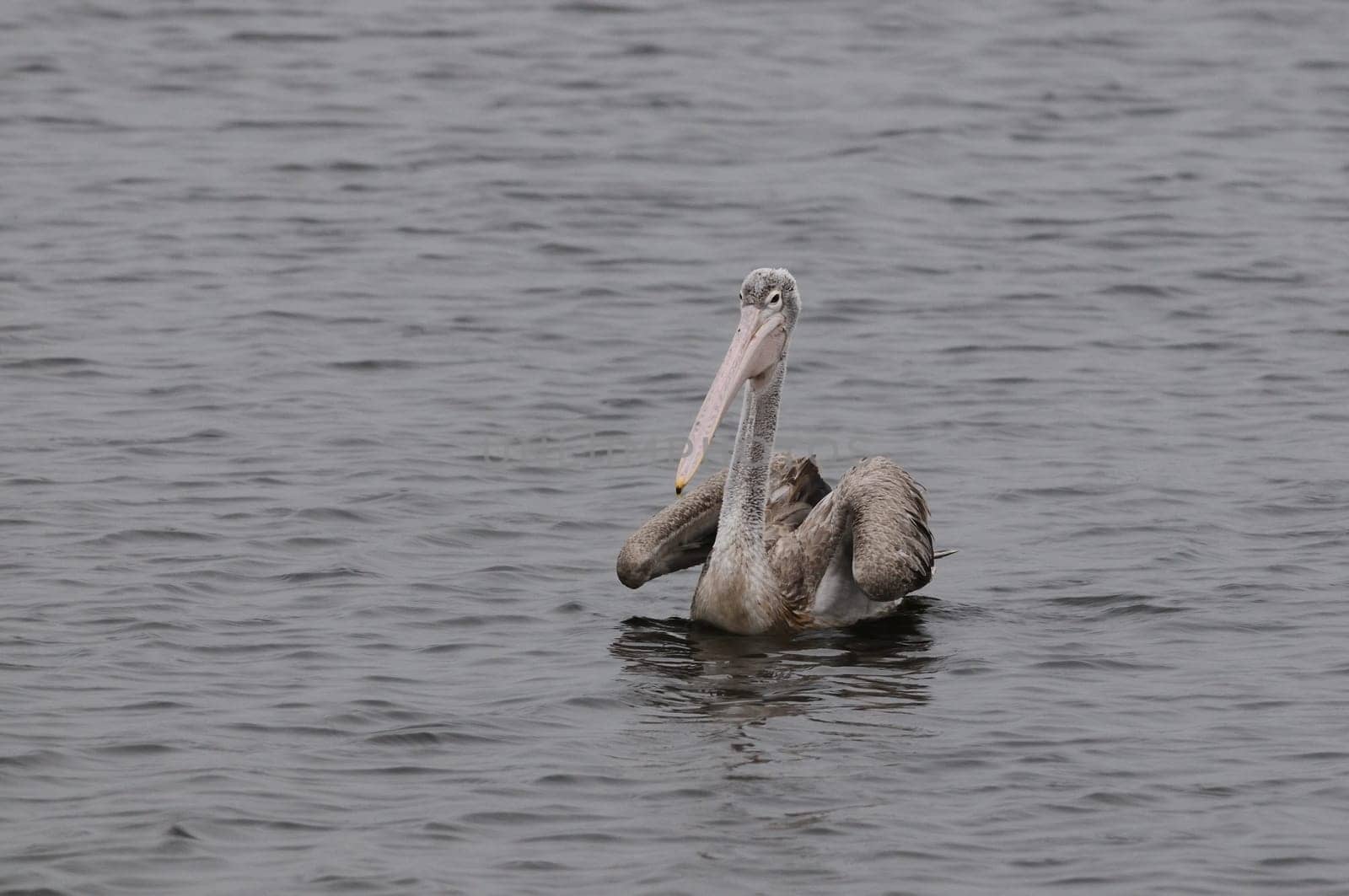 Spot Billed Pelican in his natural habitat