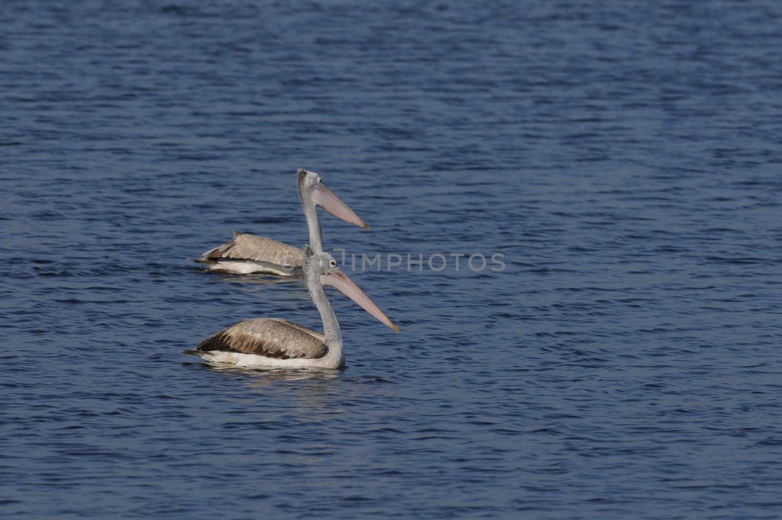 Spot Billed Pelican in his natural habitat