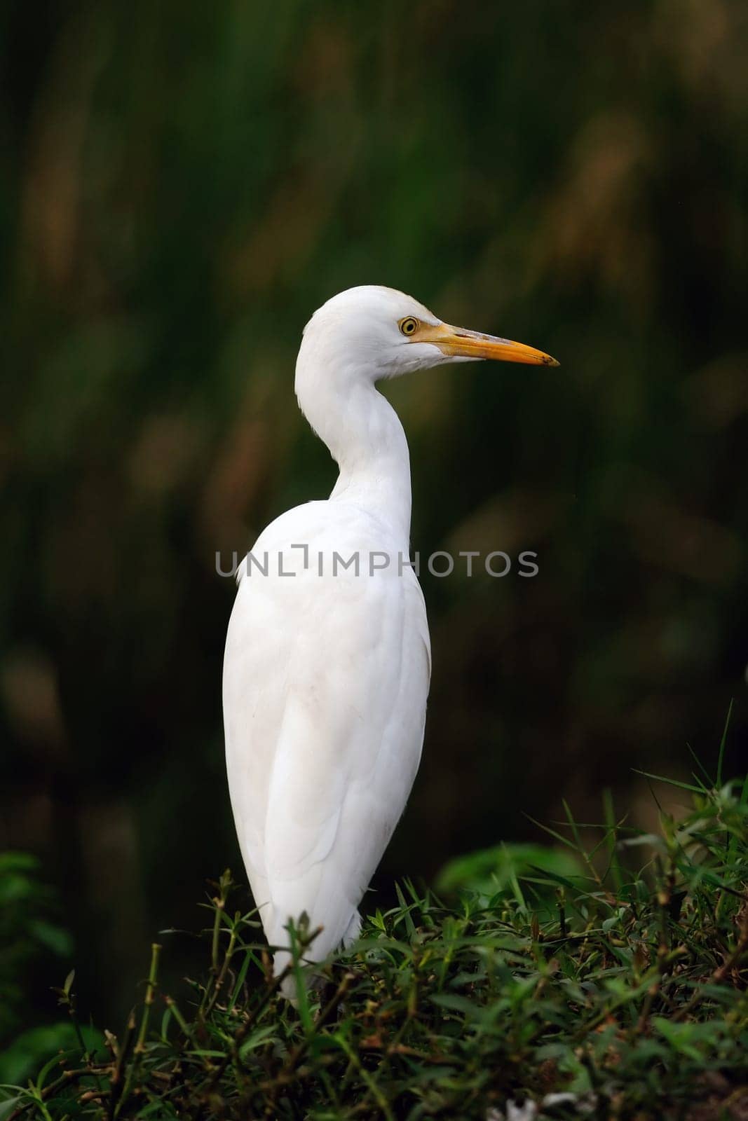 Migratory birds at pallikaranai marshland, India