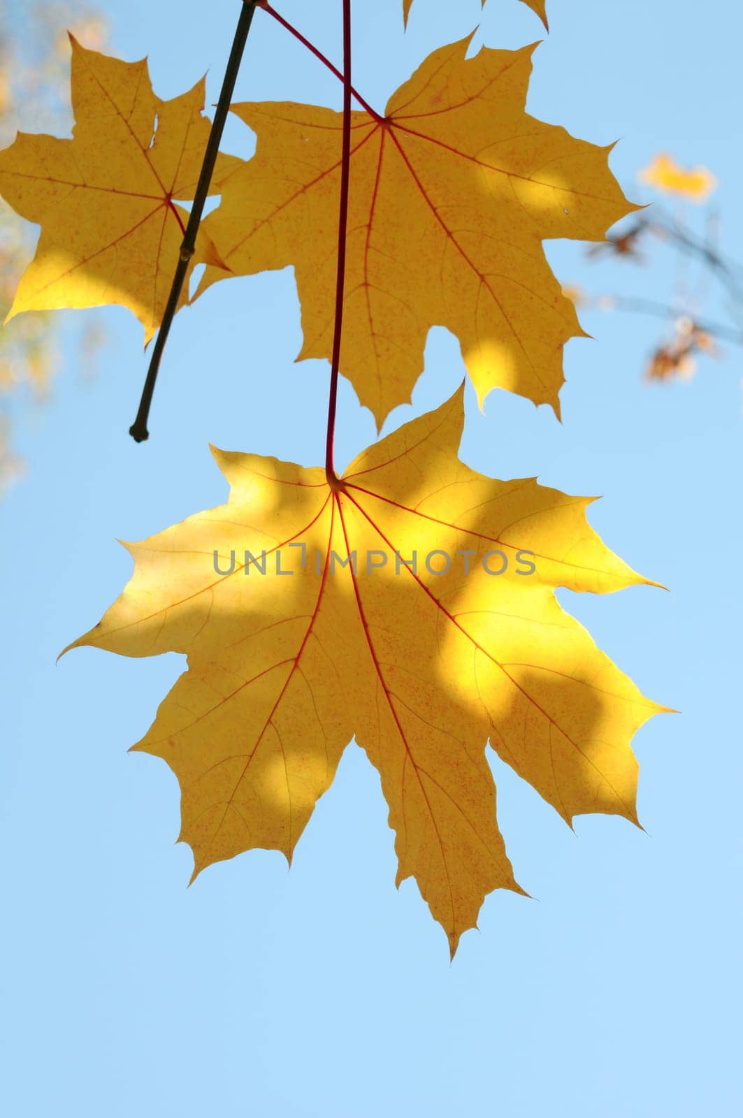 yellow maple leaves are in autumn on the branch