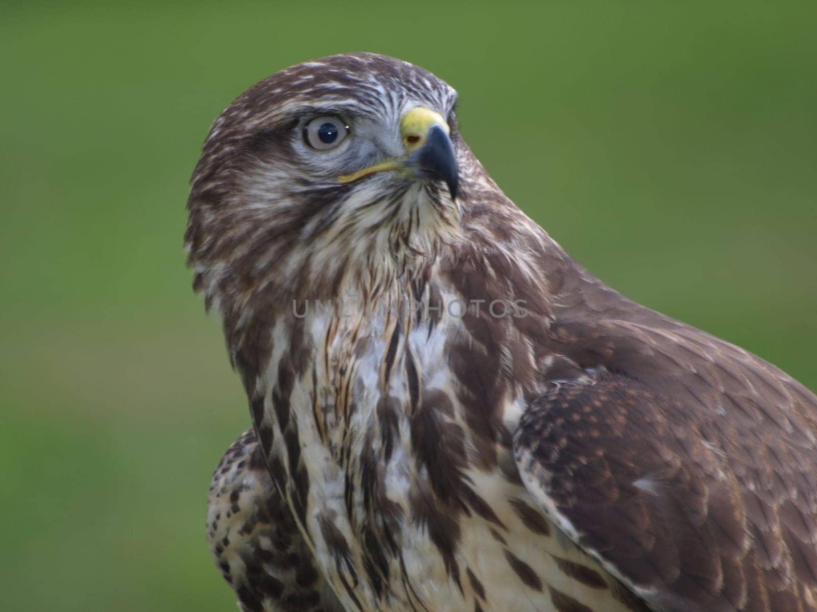 Common buzzard