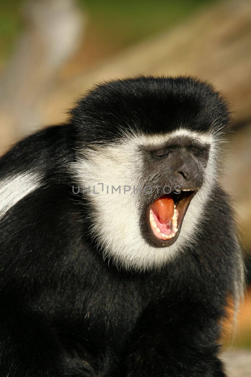 Guereza