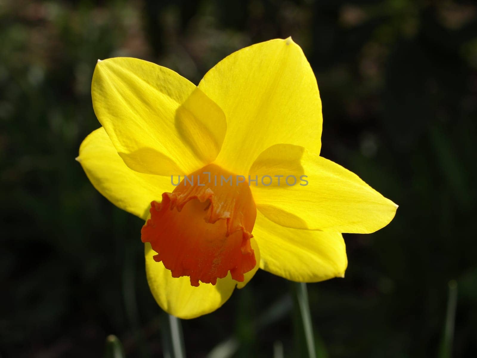 Narcissus