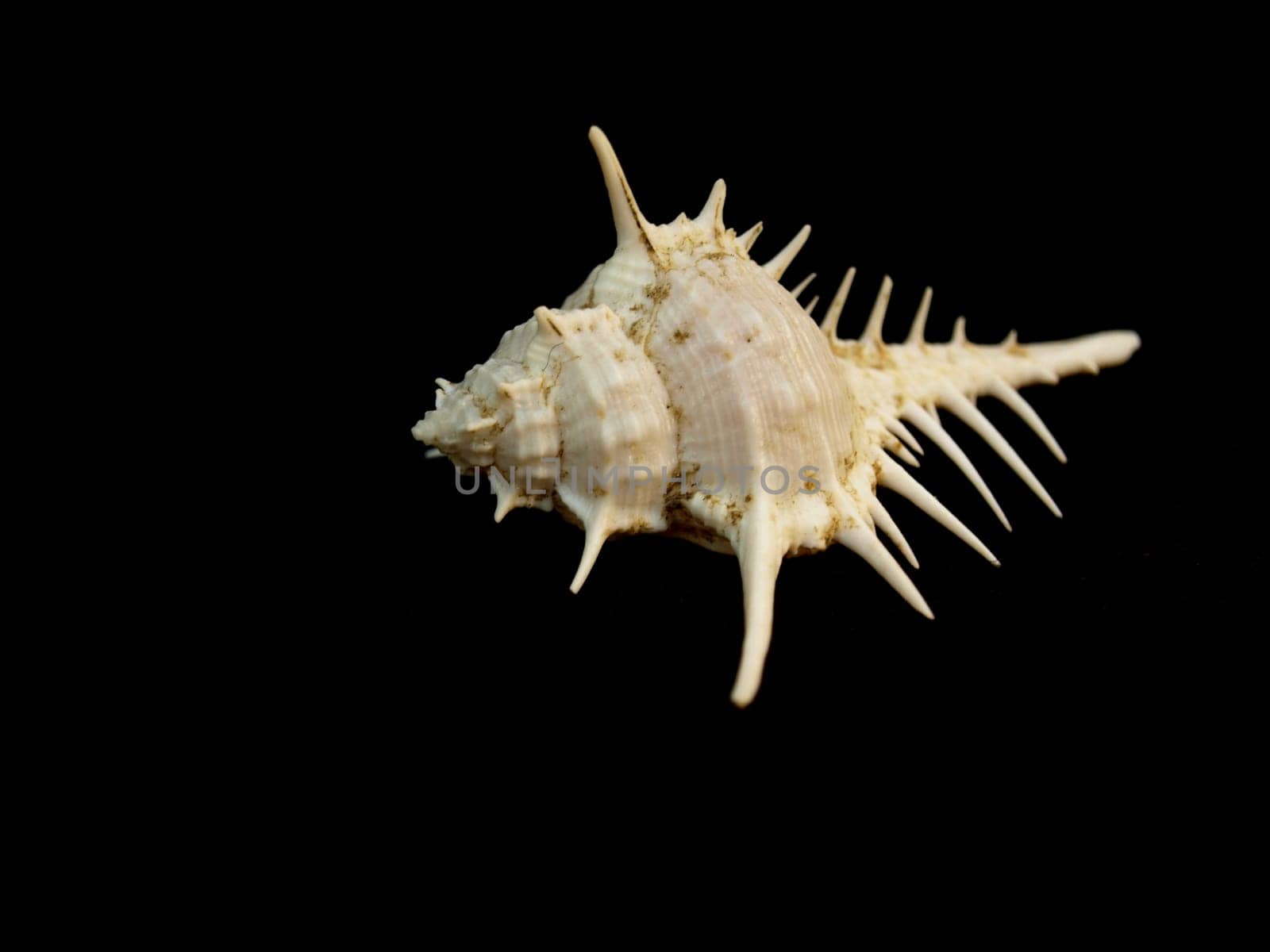 Sea Snail