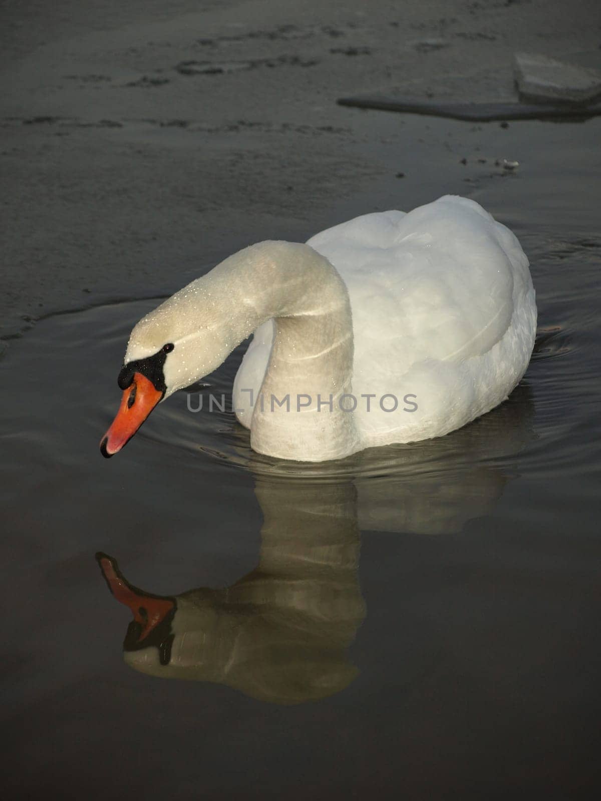 Mute swan