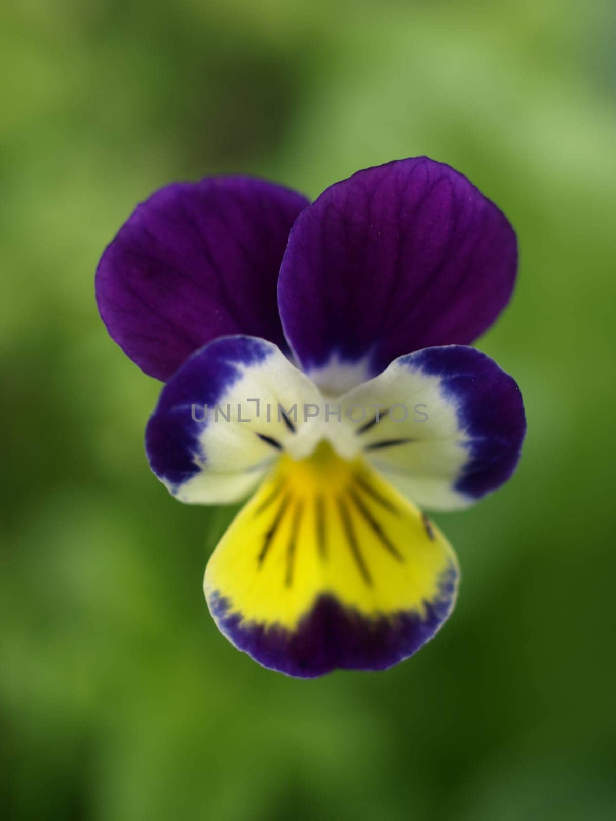 Wild pansy