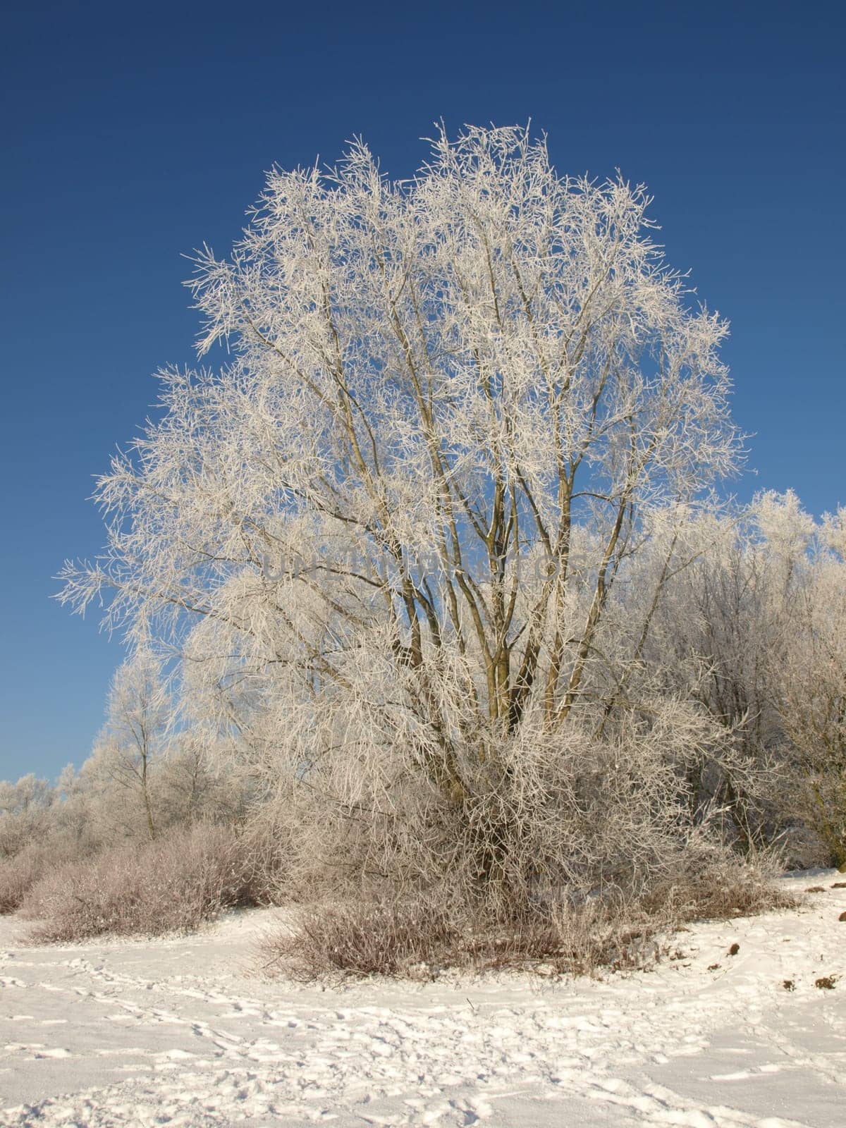 Salix Willow