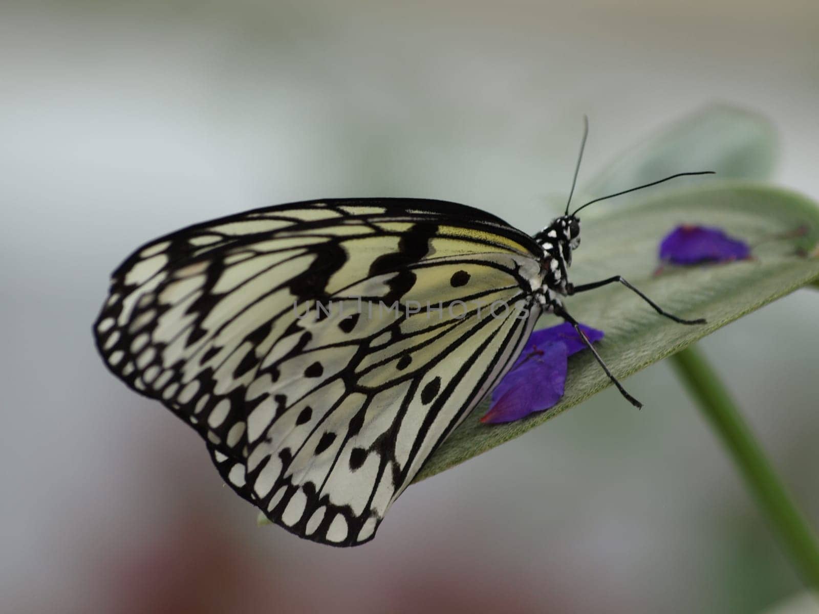 White Tree Nymph