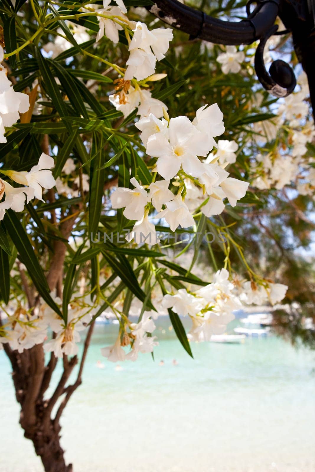 Close-up of a beautiful white flowers with a beach on the background in Assos, Kefalonia, Greece