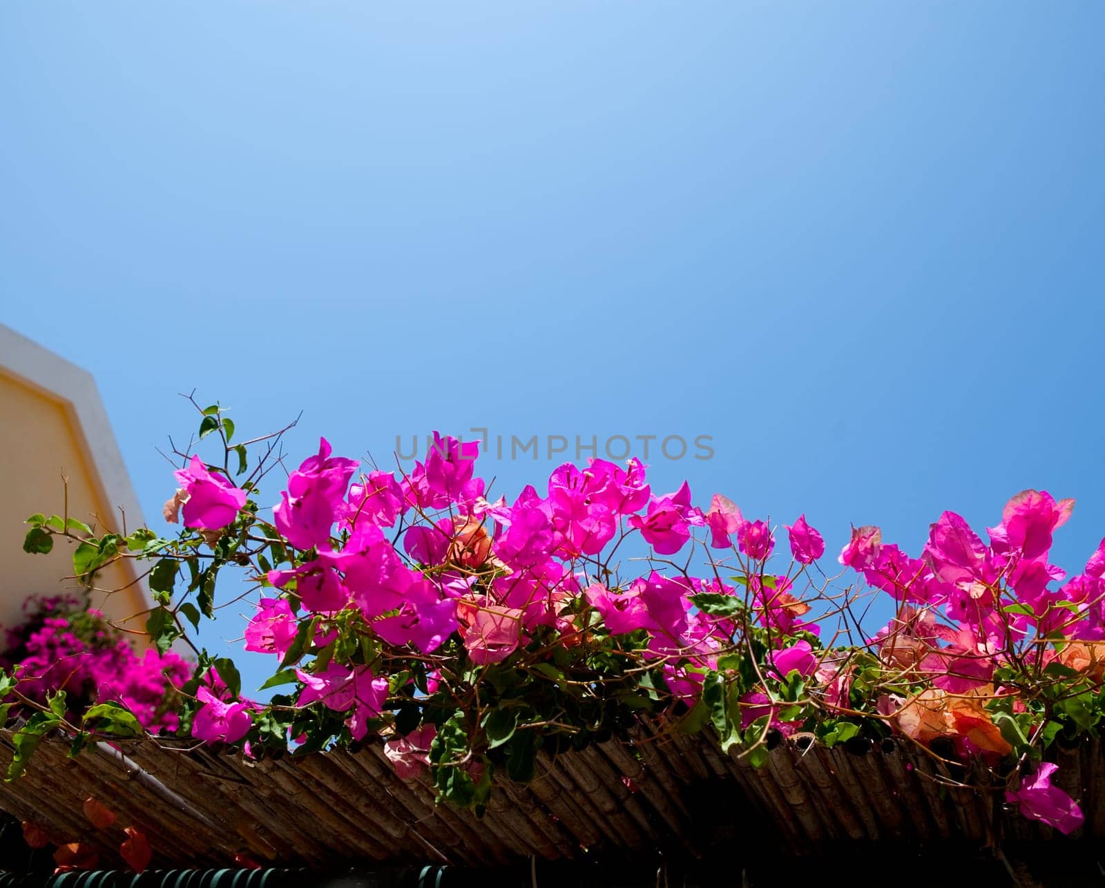 Beautiful pink bougainvilleas against blue sky in Assos, Kefalonia, Greece