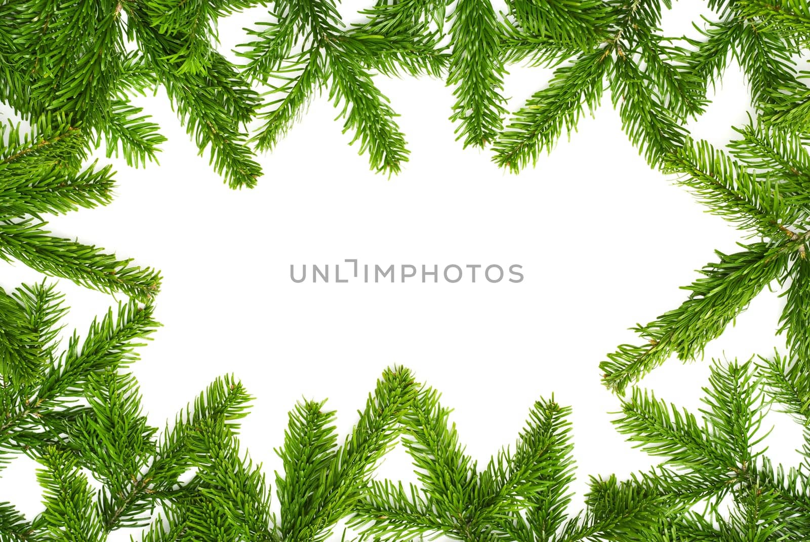 Fir branches form a Christmas frame on white