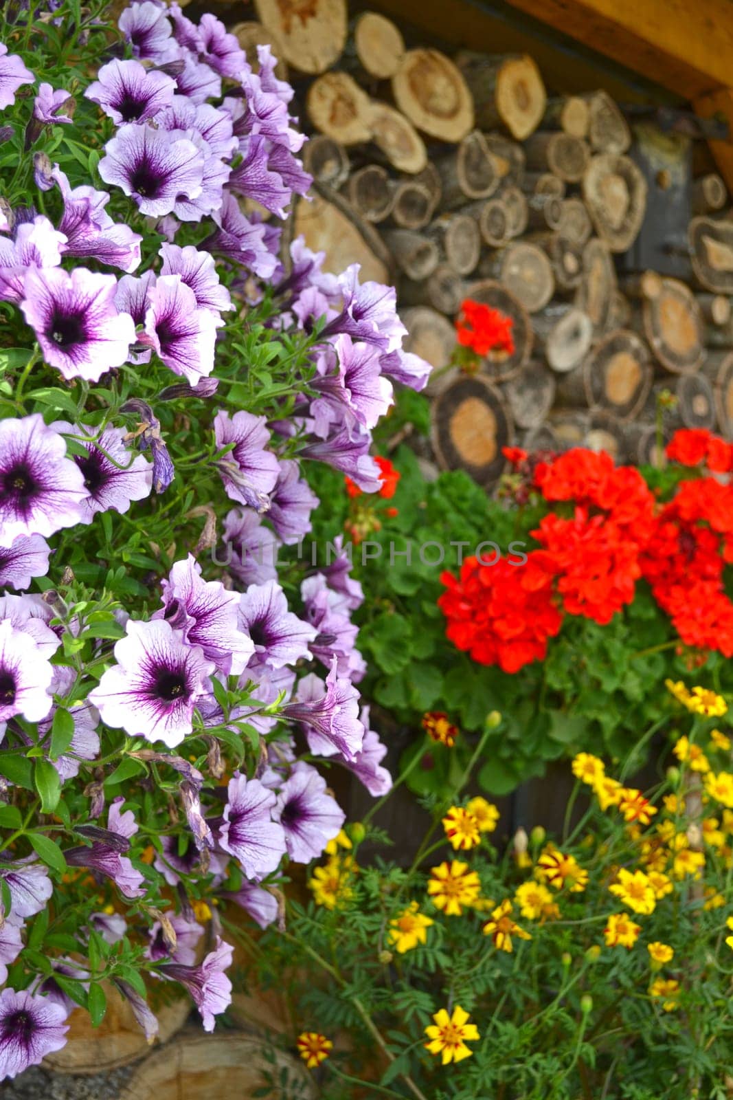 Hanging geraniums