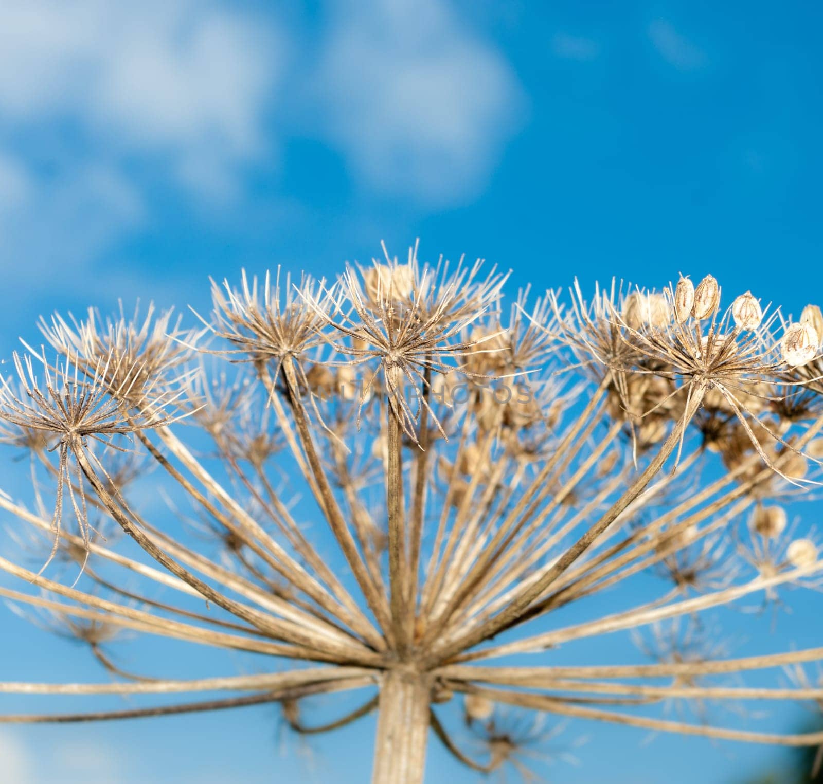 dried hogweed against a nice blue sky