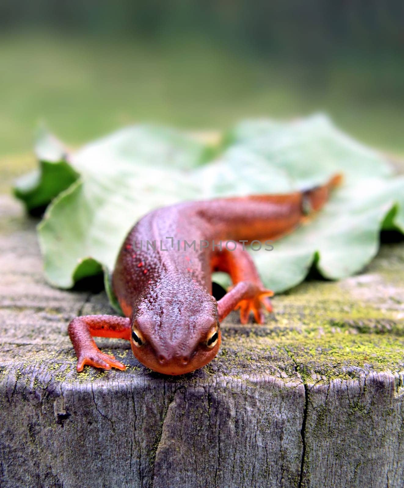 Red-Spotted Newt on tree stump